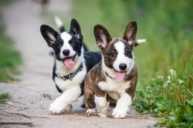 Dos cachorros corgi perro corren alegres por un camino de tierra, con sus lenguas afuera y orejas puntiagudas.