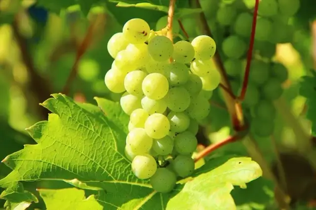 Kiedy zbierać winogrona na wino, aby uzyskać najlepszą jakość?
