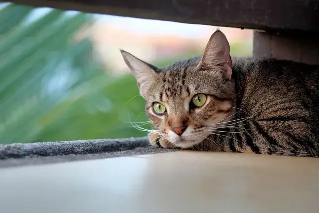 W jakim wieku sterylizować kotkę, aby uniknąć problemów zdrowotnych?
