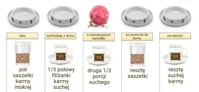 Poprawne dawkowanie mokrej karmy dla kota - kompletne zasady żywienia