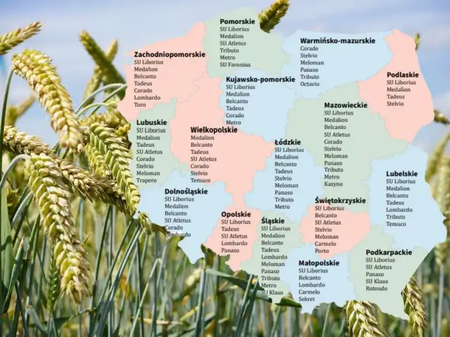 Pszenżyto na słabe gleby: Jak wybrać odmiany i zmaksymalizować plon?