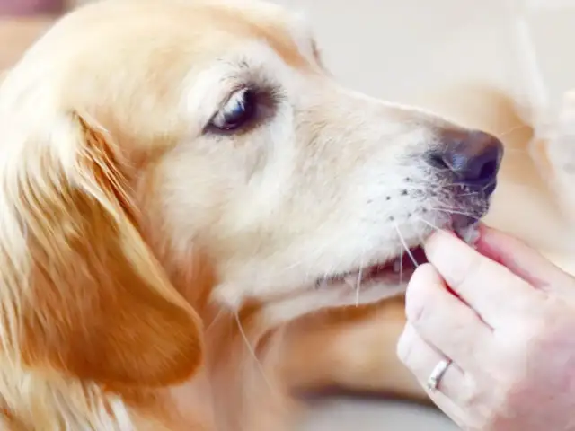 Złoty retriever zjada coś z ręki, zastanawiasz się, czy pies może jeść suszoną morwę białą?