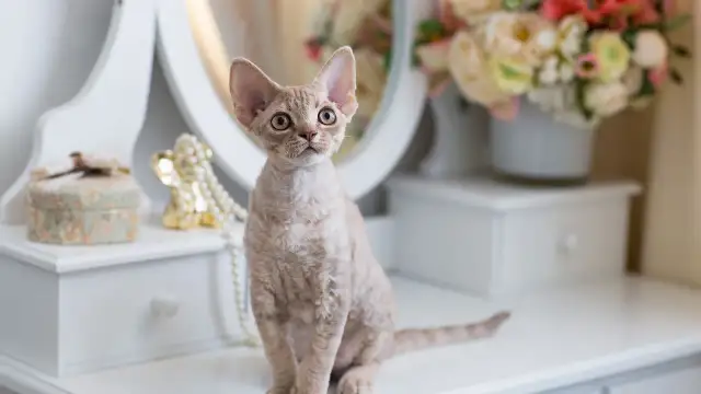 Umaszczenie Devon Rex: Kolory i wzory, które Cię zaskoczą