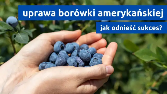 Uprawa borówki amerykańskiej - Jak dbać o krzewy, by owocowały latami?