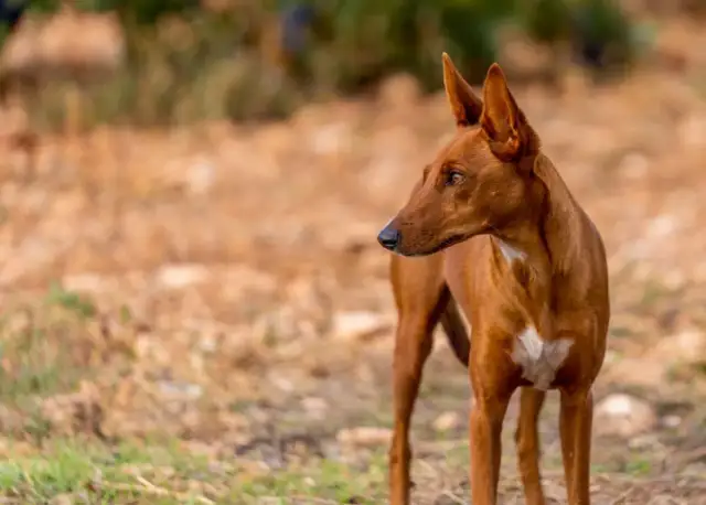 Un podenco maneto de pelaje rojizo, con orejas puntiagudas y atentas, mira hacia la derecha en un campo seco.
