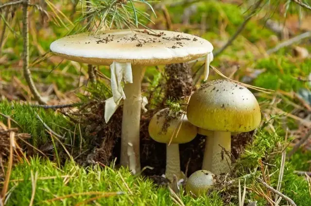 Zatrucia grzybami objawy i pierwsza pomoc: jak uratować życie