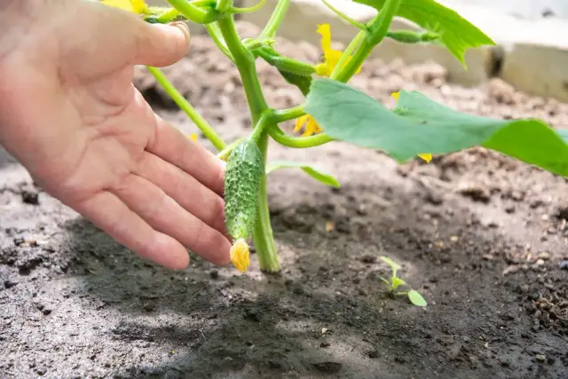 Kiedy siać ogórki? Terminy, metody i porady na udane plony