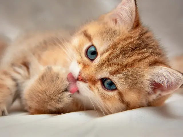 Jak dbać o małego kotka: kluczowe wskazówki dla zdrowia i szczęścia