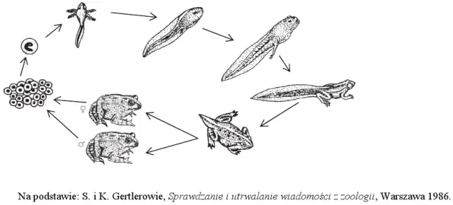 Jak rozmnażają się ropuchy - zaskakujące etapy ich życia i rozwoju