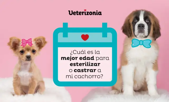 Un chihuahua con lazo rosa y un San Bernardo con pajarita azul preguntan: ¿cuál es la mejor edad para esterilizar o castrar a mi cachorro?