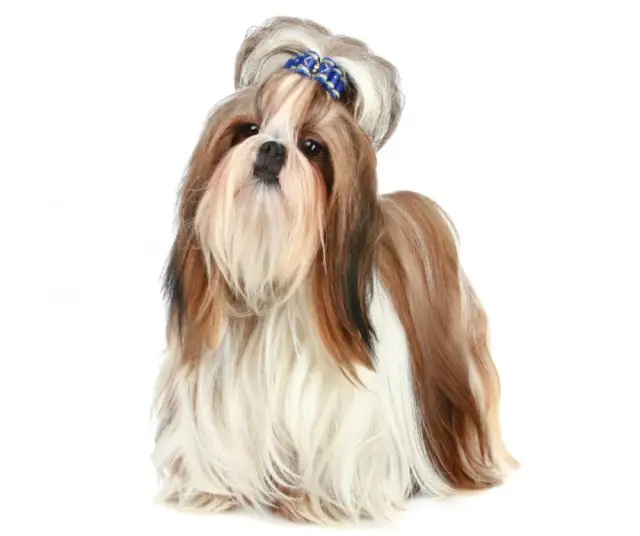 Shih Tzu sierść czy włosy? Poznaj prawdę o ich unikalnej okrywie