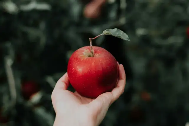 Dłoń trzymająca czerwone jabłko z listkiem na tle zielonych liści.