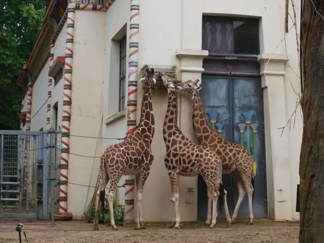 Najlepsze zoo w Europie - Ranking i jak wybrać idealne miejsce?