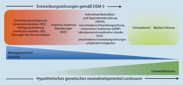 Schema von Entwicklungsstörungen nach DSM-5, mit Kategorien wie ADHS, Autismus und Intelligenzminderung.