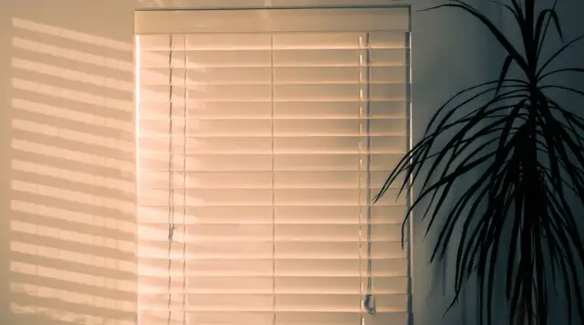 Plantas que no necesitan luz: opciones ideales para espacios oscuros