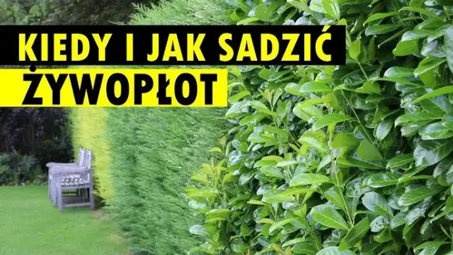 Jak sadzić żywopłot, aby uniknąć błędów i cieszyć się pięknem roślin