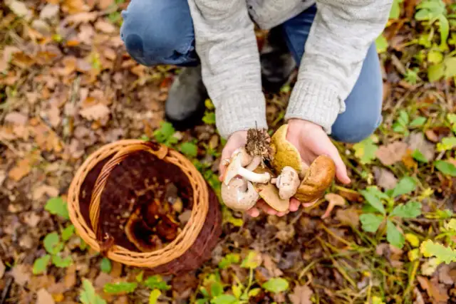 Gdzie są grzyby świętokrzyskie? Odkryj najlepsze miejsca na grzyby