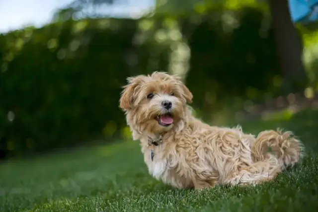 Ile kosztuje maltipoo z hodowli? Sprawdź ceny i uniknij pułapek
