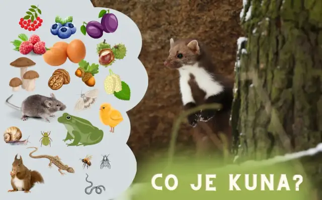 Kuna je wszystkożerna! Zobacz, co jedzą kuny: owoce, jajka, myszy, żaby, owady, a nawet pisklęta.