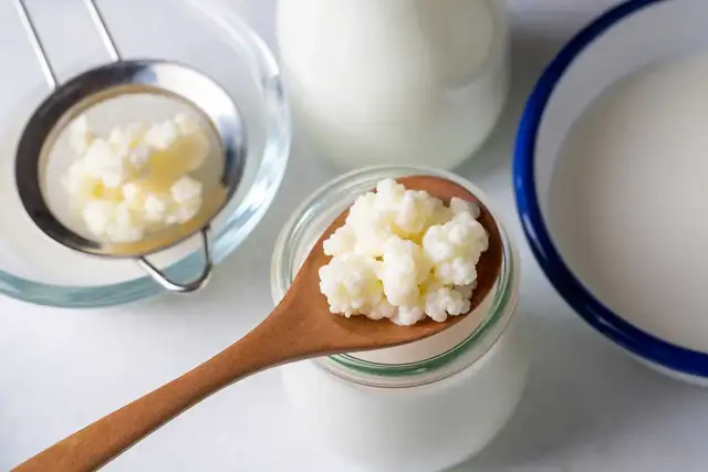 Kefir na kaca to naturalny sposób na regenerację. Ziarna kefirowe na łyżce, sitko i naczynia z mlekiem sugerują domową produkcję.