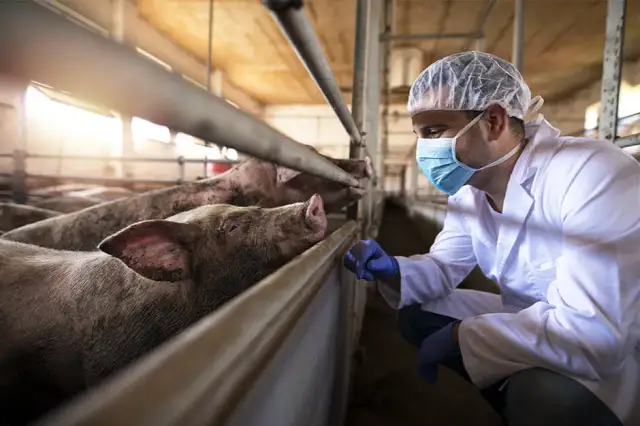 Bioasekuracja na fermie świń: kluczowe zasady i skuteczne metody