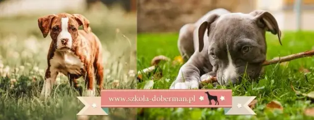 Jak wytresować amstaffa? Poradnik dla zrównoważonego psa