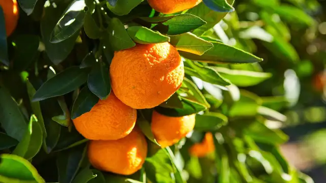 Reife, sonnengeküsste **Orangen lagern** an einem Baum, umgeben von sattgrünen Blättern.