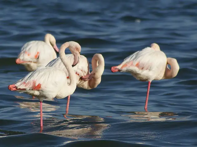 Różowe flamingi w wodzie, których kolor wynika z diety. Ich pióra mienią się odcieniem różu, co jest fascynującym zjawiskiem.