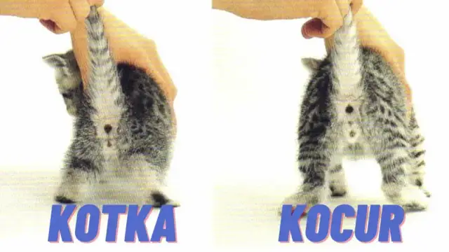 Jak rozpoznać płeć kota? Narządy płciowe i ich różnice między kotami