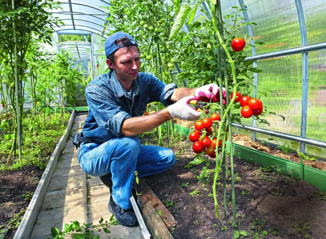 Jaki nawóz pod warzywniak - uniknij błędów i zwiększ plony