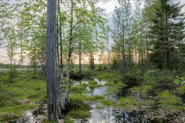 Lustrzanka cyfrowa: Jak wybrać idealny aparat do fotografii?