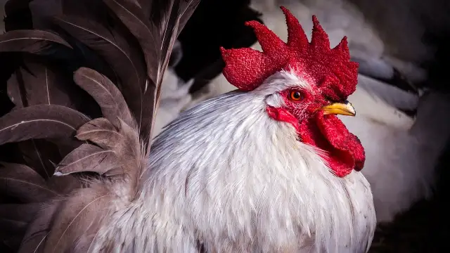 Jak rozmnażają się kury - poznaj tajniki ich rozmnażania i inkubacji