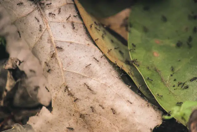 Symbioza, mutualizm, komensalizm: Rozróżnij i zrozum relacje w naturze