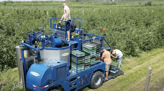 Kiedy sezon na wiśnie? Sprawdź, kiedy są najlepsze do zbioru