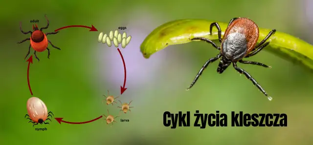 Jak pozbyć się kleszczy z domu? Skuteczny poradnik krok po kroku