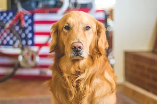 Golden retriever pies czy suka - jakie różnice mają obie płcie?