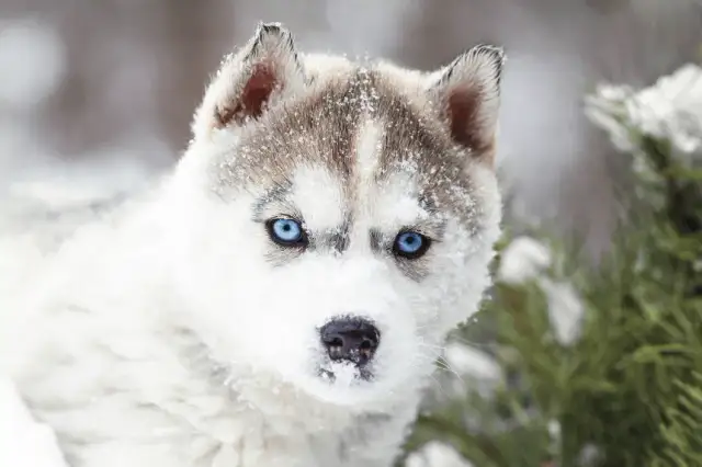 Jak wygląda pies husky? Cechy, umaszczenie i charakter tej wyjątkowej rasy