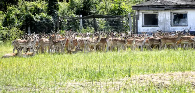 Czy hodowla danieli jest opłacalna? Sprawdź zyski i ryzyka tej branży