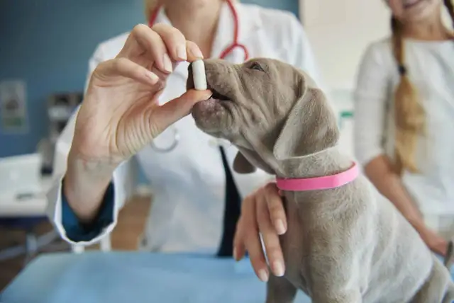 Veterinario administra pastilla a cachorro para desparasitar perro interno y externo.