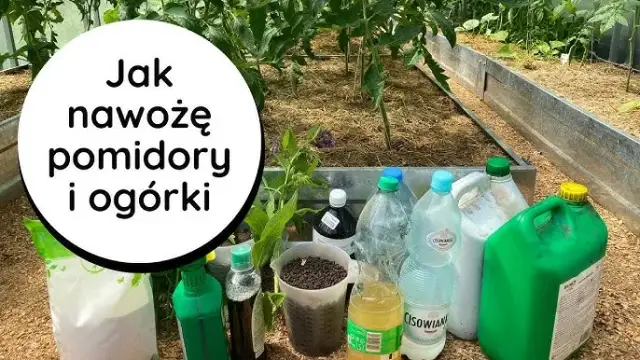 Jaki nawóz do szklarni - wybierz najlepsze nawozy dla zdrowych roślin