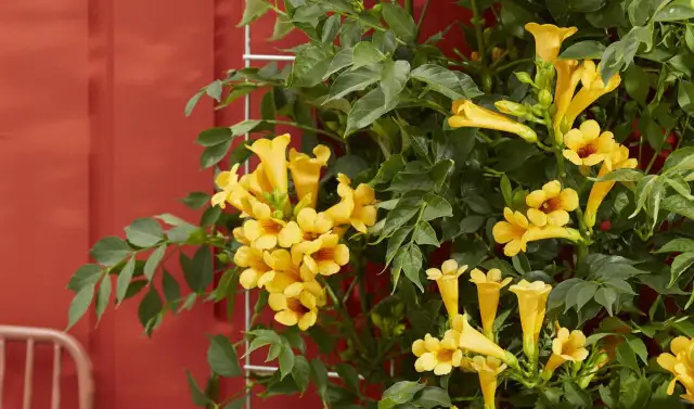 Ramilletes de flores amarillas vibrantes adornan estas resistentes plantas trepadoras de exterior, que se enredan en una estructura metálica contra una pared roja.