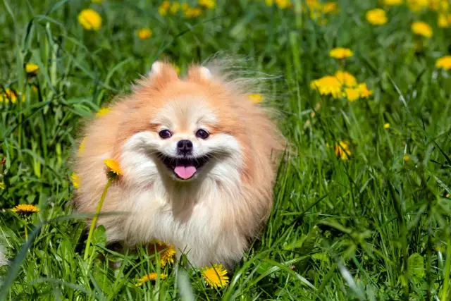 Un adorable pomerania de 2 meses, con su pelaje esponjoso y una sonrisa radiante, juega feliz entre dientes de león y hierba verde.