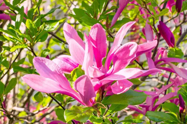 Piękne, różowe kwiaty magnolii, jedna z wielu odmian, rozkwitają wśród zielonych liści.