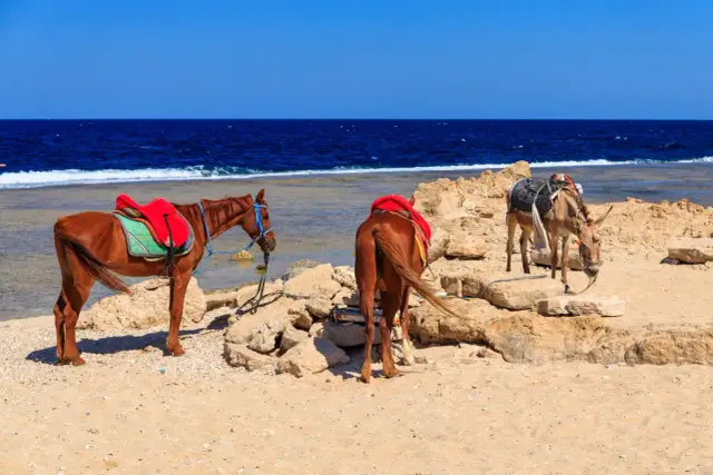 Galop po plaży - Jak bezpiecznie jeździć konno nad morzem?