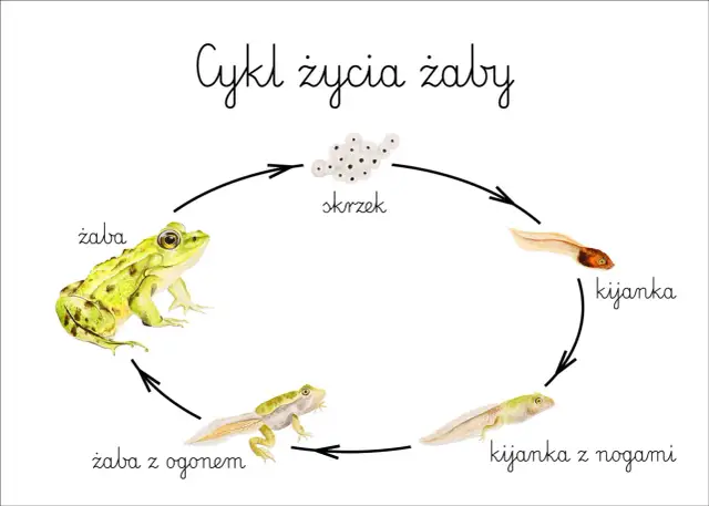 Ilustracja przedstawia cykl rozwojowy żaby: skrzek, kijanka, kijanka z nogami, żaba z ogonem i dorosła żaba.