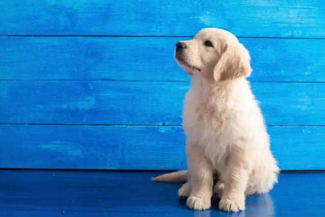 Czy golden retriever nadaje się do bloku? Jak zadbać o jego potrzeby