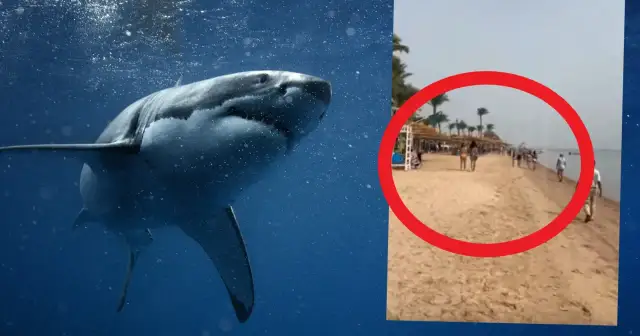 Groźne rekiny w Egipcie. Na plaży widać ludzi, a w wodzie czai się drapieżnik.