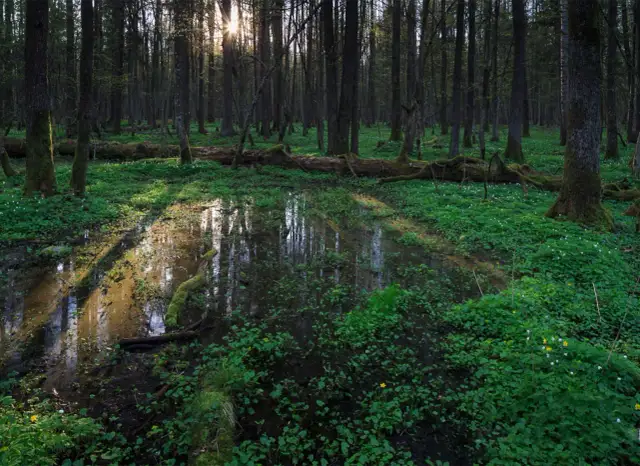 Wiosenny las w najmłodszym parku narodowym w Polsce. Słońce przebija się przez drzewa, oświetlając kałużę i soczystą zieleń.
