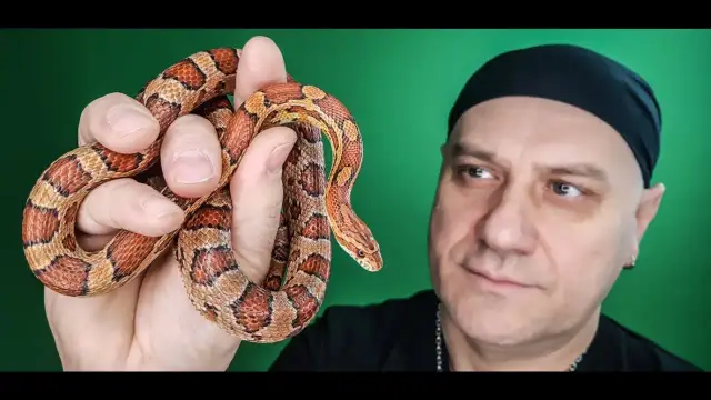 Wąż dla początkujących? Wybierz gatunek, poznaj koszty i zacznij hodowlę!