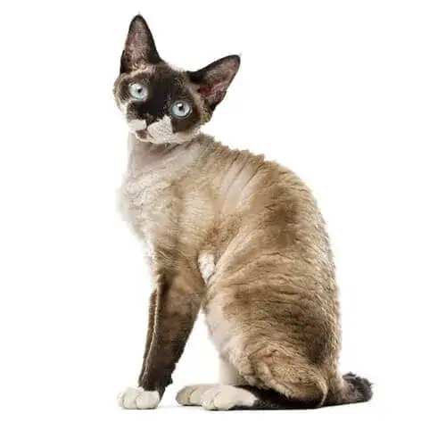 Devon Rex cat - poznaj cechy, pielęgnację i zdrowie tej rasy
